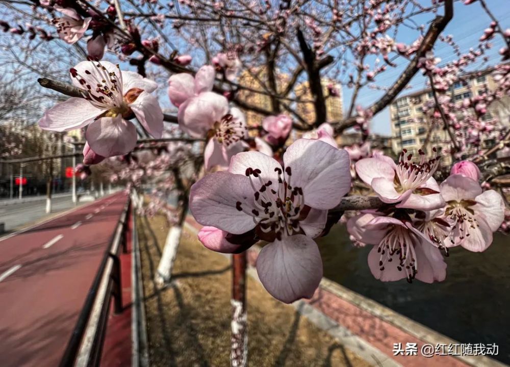 沈阳,桃花绽放醉春风_腾讯新闻