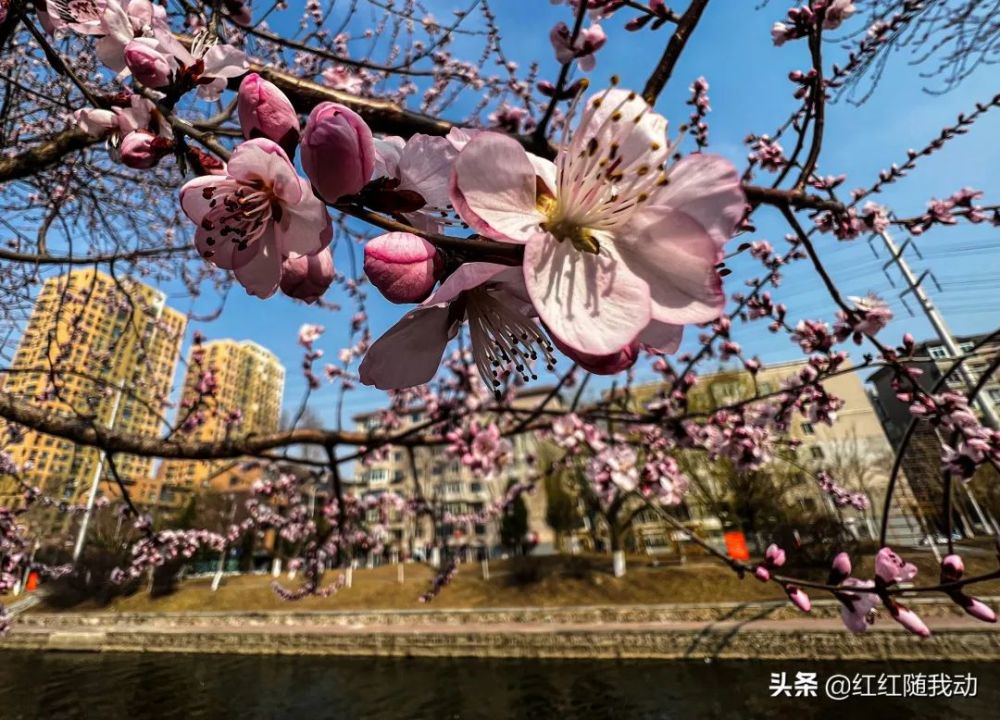 沈阳,桃花绽放醉春风_腾讯新闻