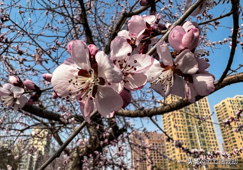 沈阳,桃花绽放醉春风_腾讯新闻