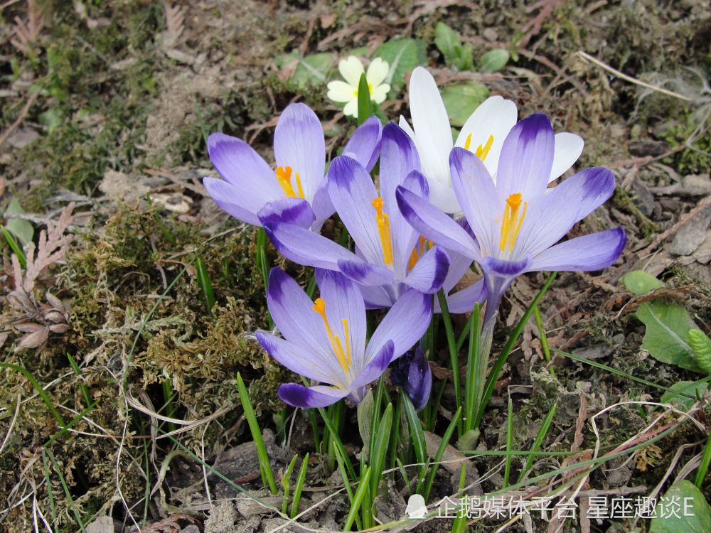 4月6日星座運勢 穩紮穩打 迎來曙光的四大星座 天天看點