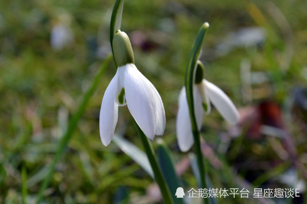 4月6日 12日爱情运势 袒露心声 真情闯入的四大星座 天天看点