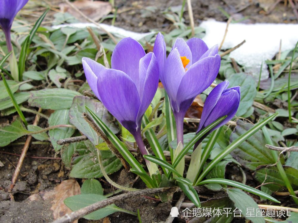 4月6日 12日星座运势 施展才华 势在必得的四大星座 天天看点