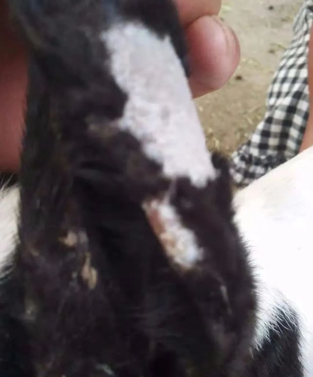 羊的疥螨虫病 一块皮没毛 如何治疗?