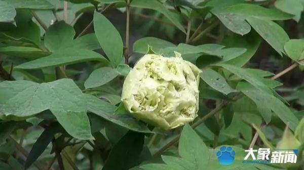 一朵价值10万元的花被摘走 园方回应 牡丹花 王城公园 洛阳