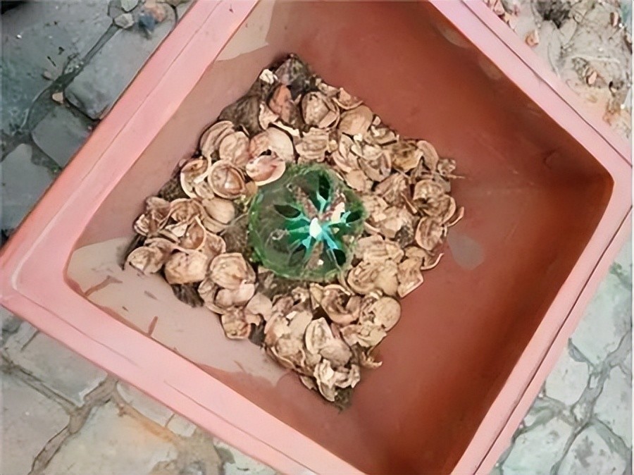 5种小废物用完千万不要扔丢在花盆里养花又养根