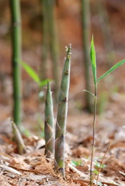 【农村】又到了扯笋子的季节,蓝山的小伙伴们约起扯笋子去!