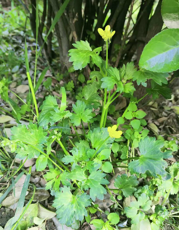 這種野芹菜別挖有毒