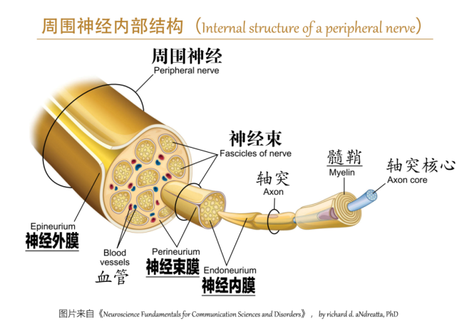 nrep即將改變周圍神經損傷聽天由命修復的現狀