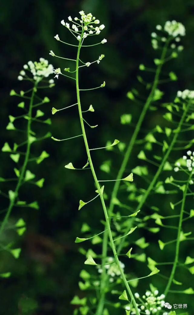 荠菜的前世今生