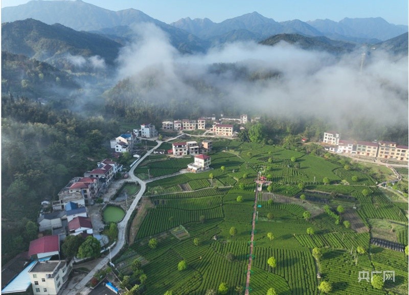 江西遂川29万亩"狗牯脑"采摘忙 茶旅融合迎客来_腾讯新闻