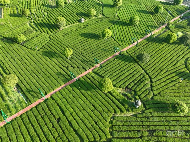 江西遂川29万亩"狗牯脑"采摘忙 茶旅融合迎客来
