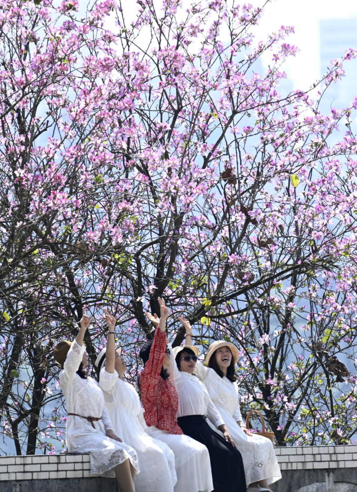 紫氣東來春滿城柳州市29萬株紫荊花進入盛花期