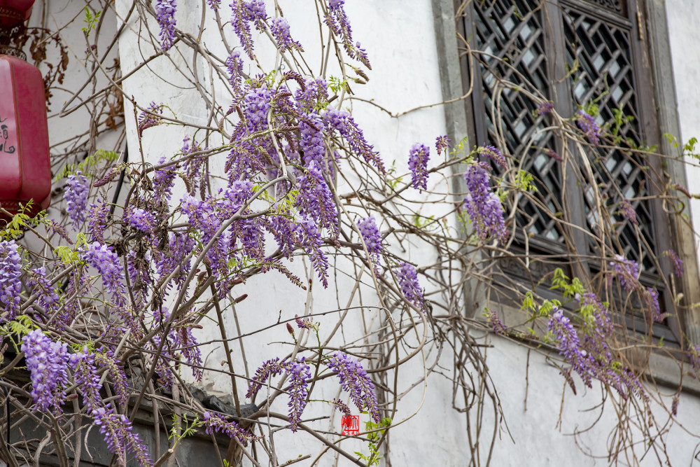 南京老门东的紫藤花开了_腾讯新闻