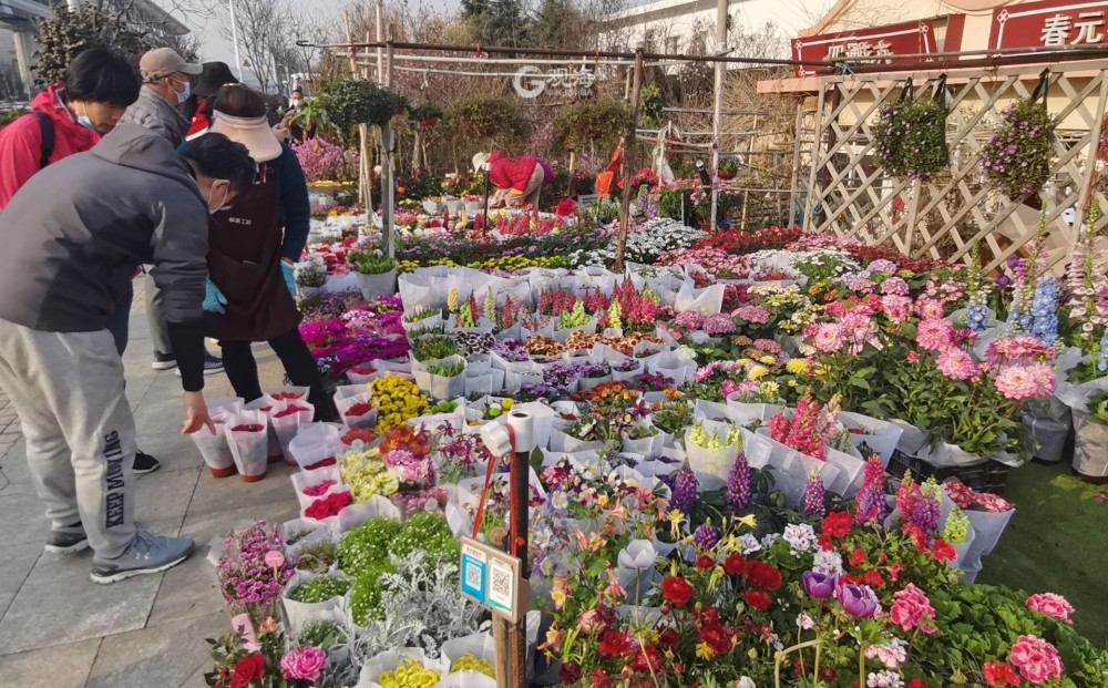 清明假期期间,记者在崂山区枯桃社区一带看到,不论是沿街摊贩还是花卉