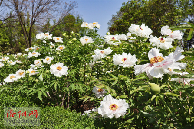 中国国花园:凤丹牡丹成片开【组图】