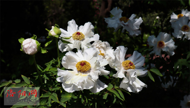 中国国花园:凤丹牡丹成片开【组图】