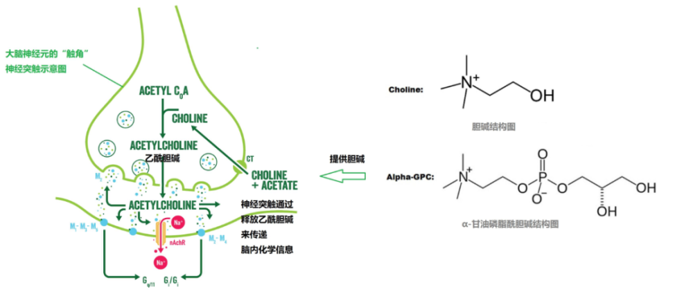 特别是通过作用机制 alpha gpc 直接增加乙酰胆碱的合成和分泌,优于