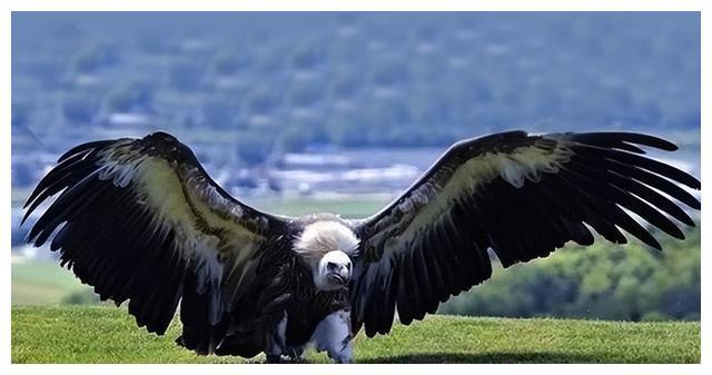 世上最大的老鹰,翅膀超过7米,连狮子都吃,至今都找不到天敌