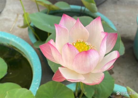 碗莲怎么种植?3个关键点,开花一整夏