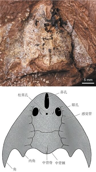 刺猬化石图片