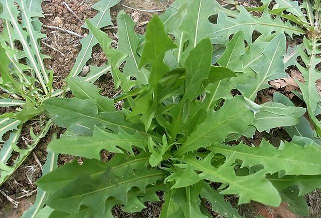 9種嫩野菜比青菜還好吃春天快去挖解膩又養人