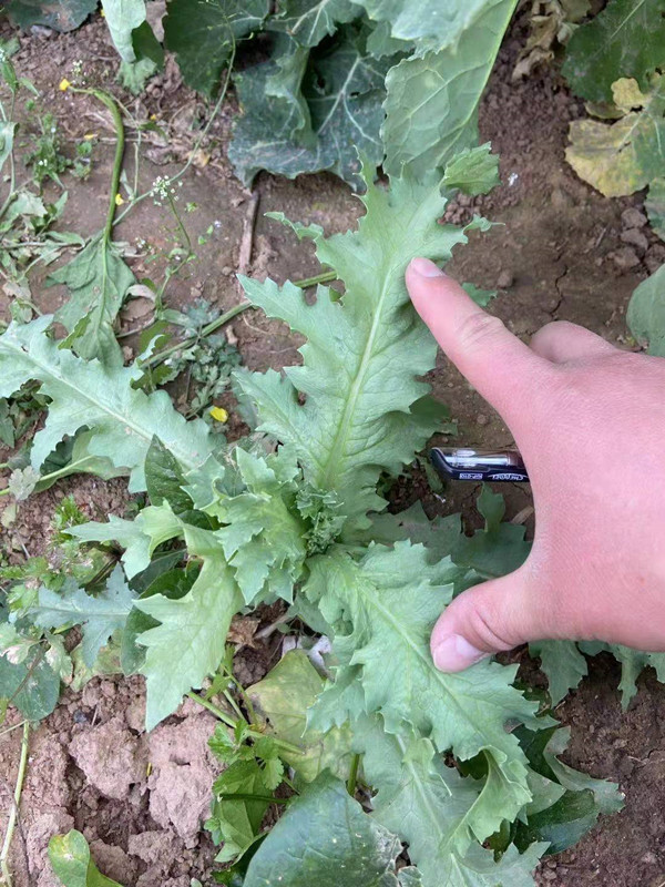 男子荒院内种250株罂粟苗想尝尝没想到长出这么多