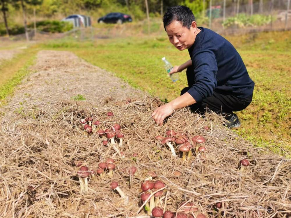 许你一道林下美味罗江镇赤松茸试种成功
