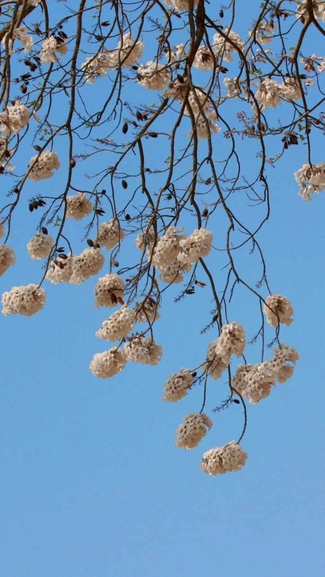 泡桐花开一树白