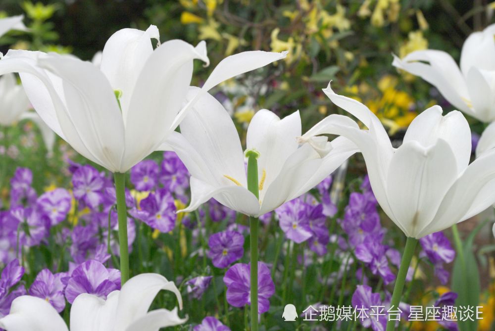 4月7日 13日星座运势 打破常规 脱颖而出的四大星座 天天看点