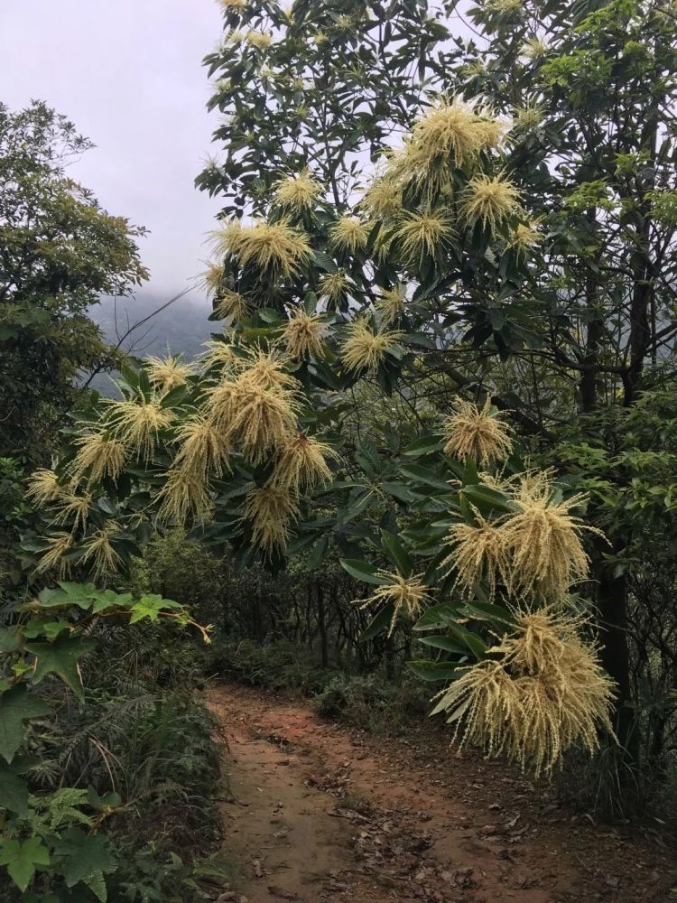 又到一年毒蘑菇季|李海蛟博士帶您認識