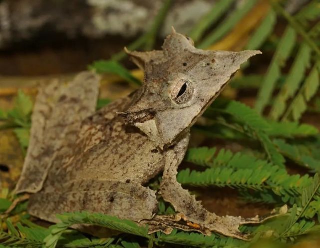 网友在秘鲁雨林拍到的尖吻扩角蛙,就像是"小夫"与三角龙的结合体!
