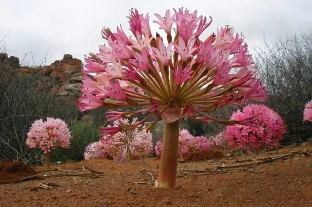 灯台百合—新娘的手捧花!