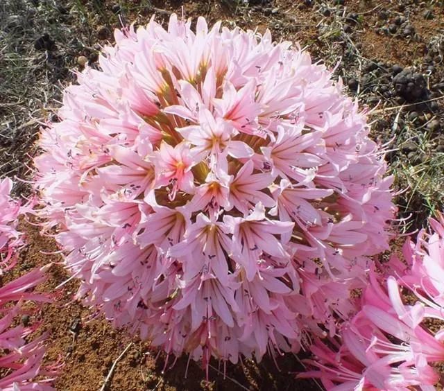 灯台百合—新娘的手捧花!