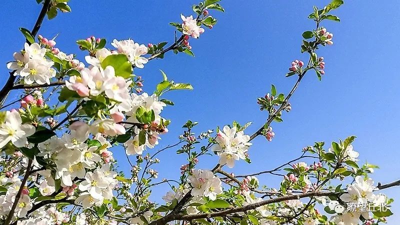 丘北舍黑村 林檎花开乡愁正浓 腾讯新闻