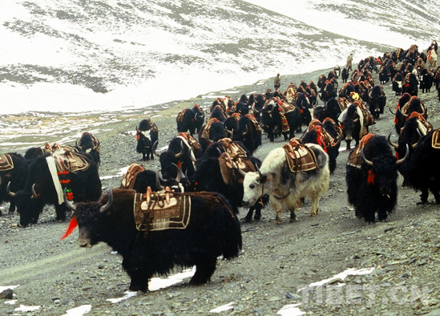藏北故事留在心中的歌已淡出人们视野的藏北驮牛和驮羊队