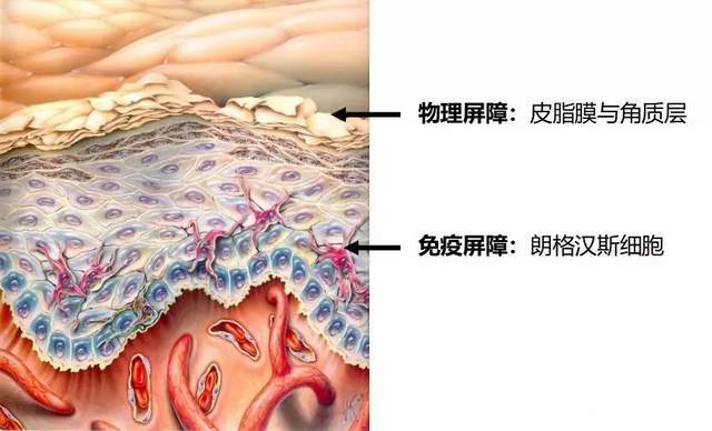 千萬別傷害4道皮膚屏障,5種方式保護皮膚屏障