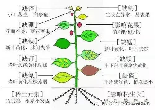 中微量元素的重要性长期被忽视 腾讯新闻