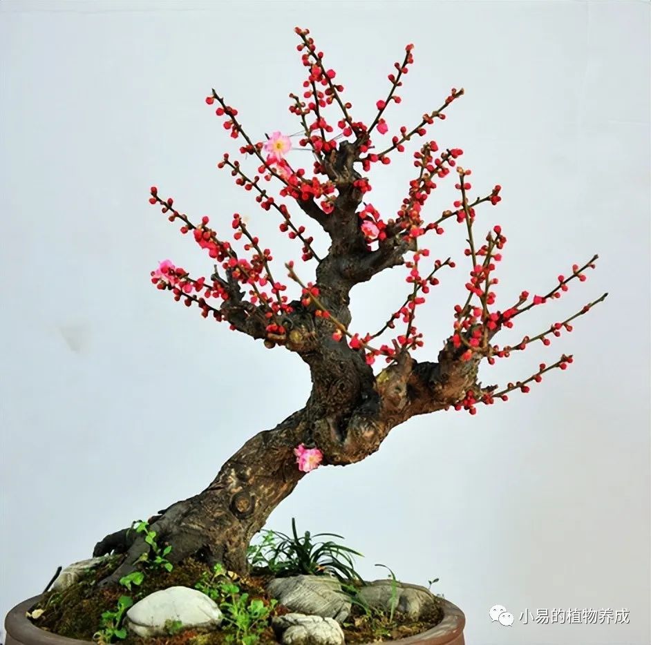 30秒学会,捡的"梅花"树枝,做成盆景,方法挺简单