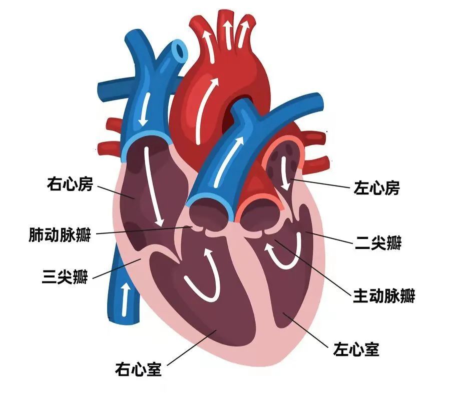 见图1,有水管(供应心脏血供的血管,见图2,有电线(心脏传导系统,见图