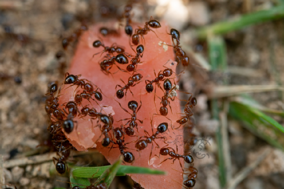 红火蚁的外观图片来源:科学辟谣2结节所谓"结节",就是蚂蚁的胸部和