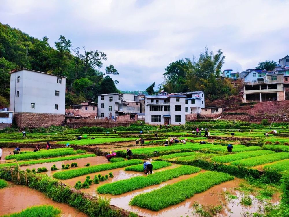 红河县垤玛乡抢抓农时全力做好春耕生产