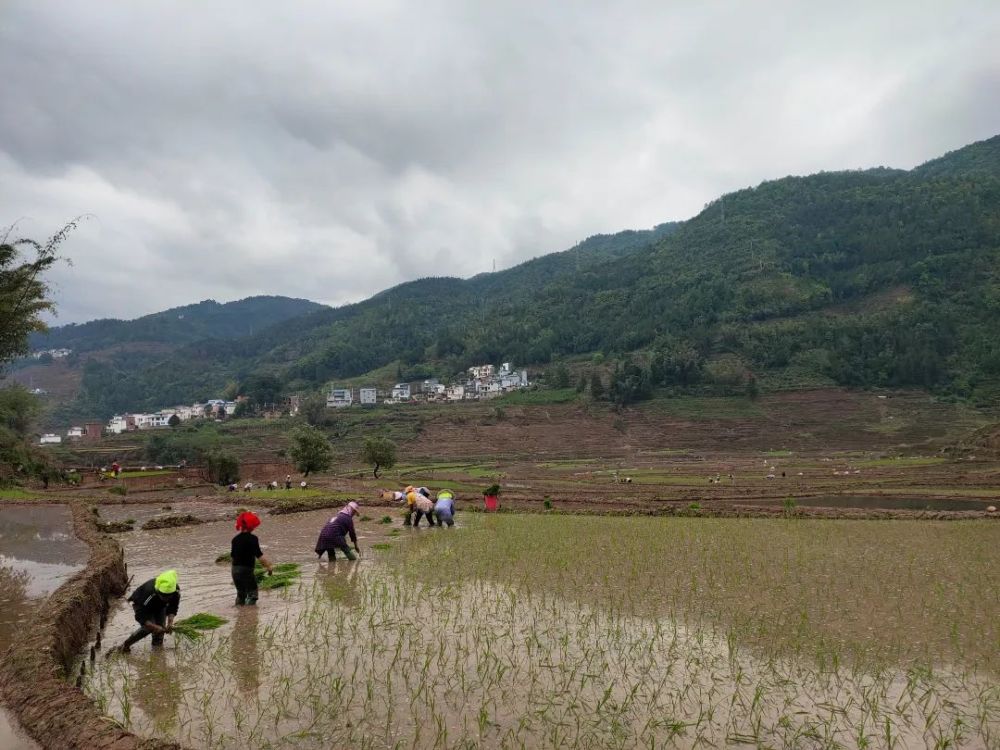 红河县垤玛乡抢抓农时全力做好春耕生产