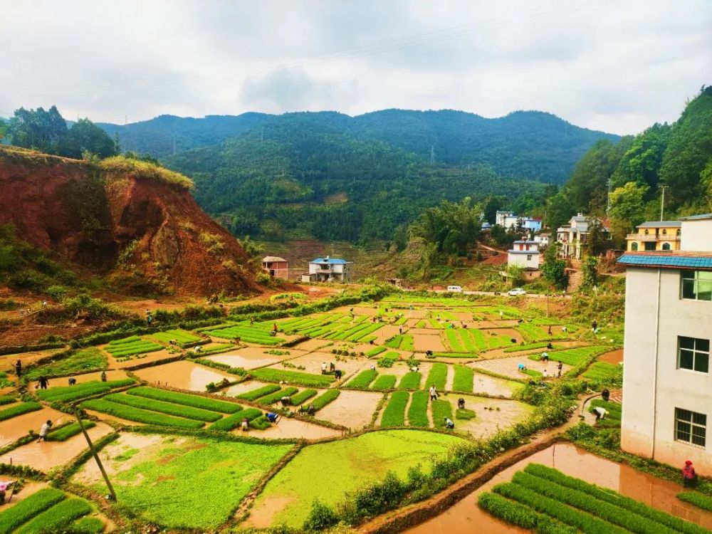 红河县垤玛乡抢抓农时全力做好春耕生产