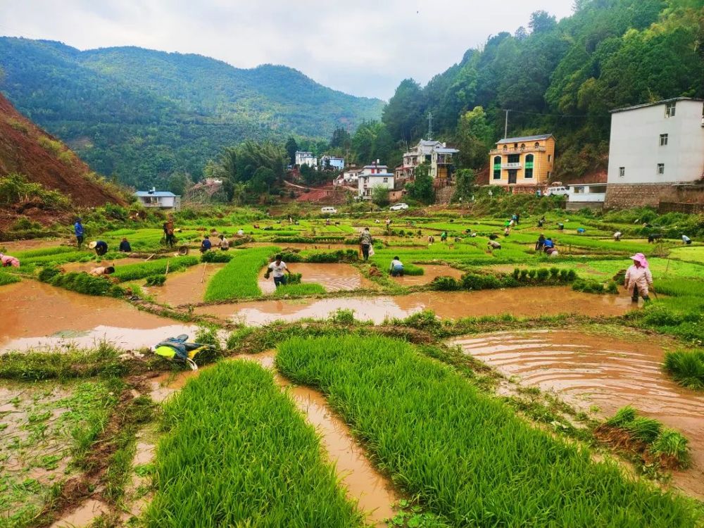 红河县垤玛乡抢抓农时全力做好春耕生产