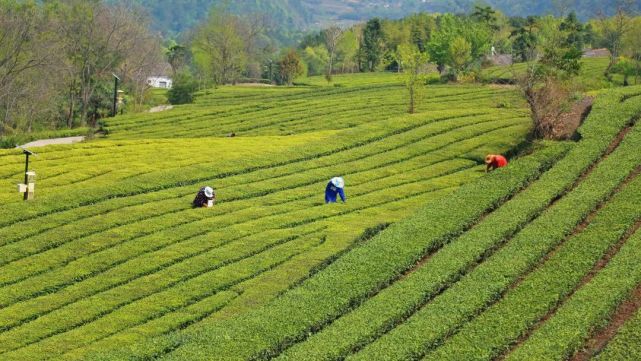 嫘祖鎮:助推茶產業提質增效 讓