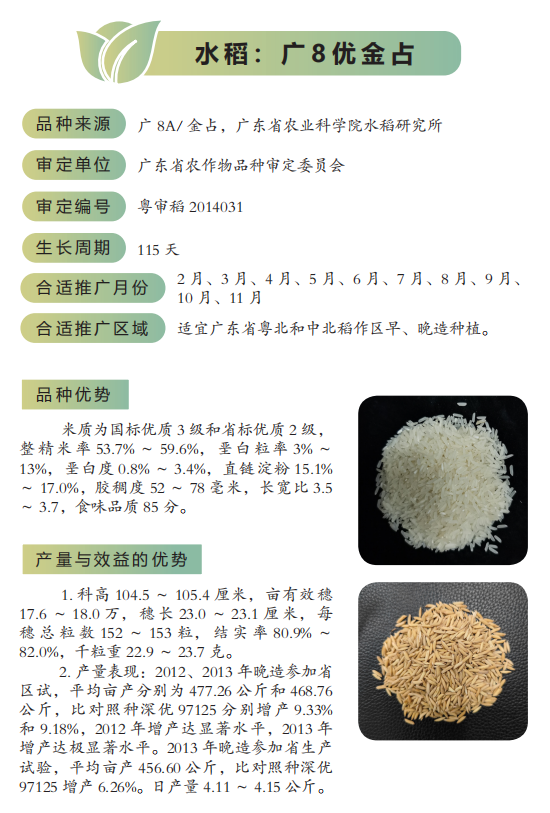 香佔水稻華航48號水稻南優佔水稻合美佔水稻五山絲苗水稻粵農絲苗水稻