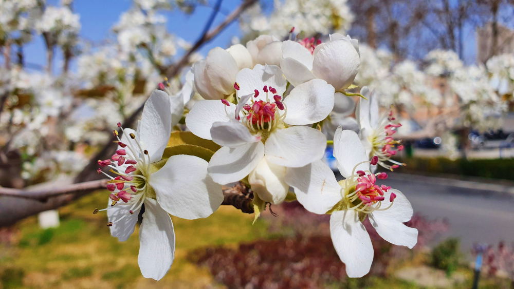 库尔勒梨花香透一座城