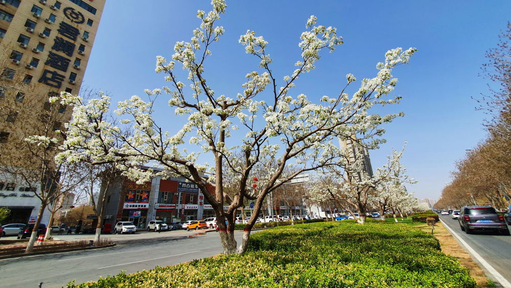 4月5日,在香梨大道上,一团团,一簇簇雪白的梨花挂满枝头,层叠相拥