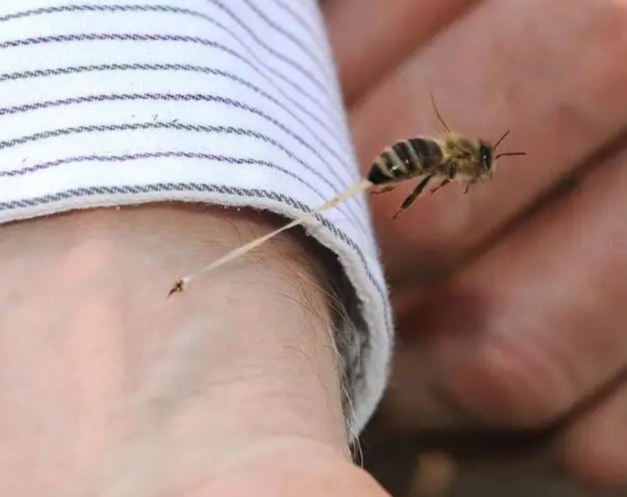 广西多人遭马蜂袭击1死多伤死者被蜇80多针马蜂有多毒