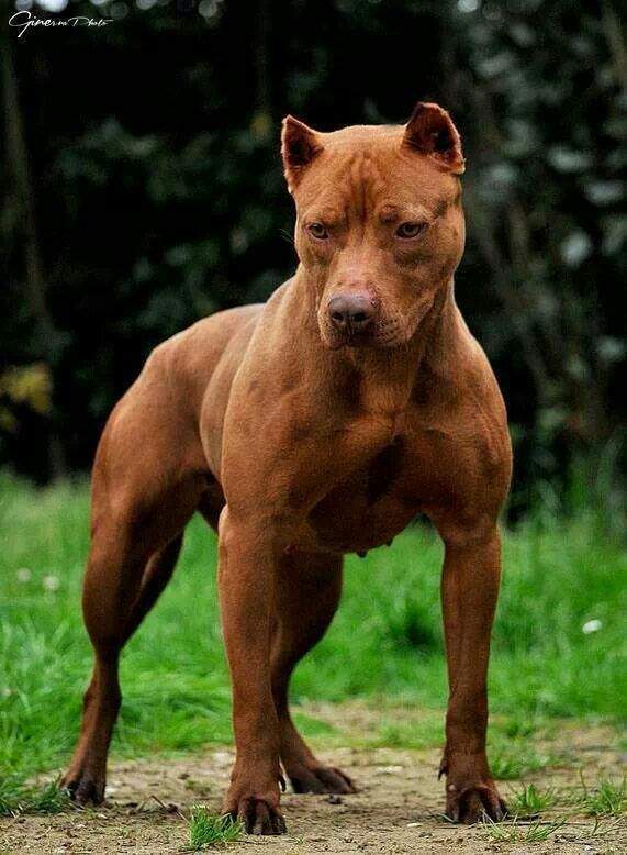 1头东北虎vs2只比特犬 百兽之王能够支撑多久 比特犬 东北虎 老虎 宠物 法国斗牛犬 孟加拉虎